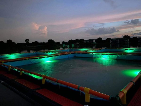 佛山照明投资价值,佛山照明养殖照明灯