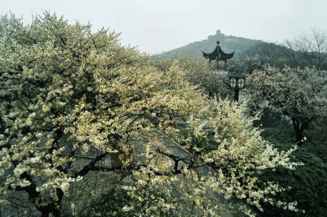 苏州春天旅行推荐,苏州春夏季旅游攻略最新