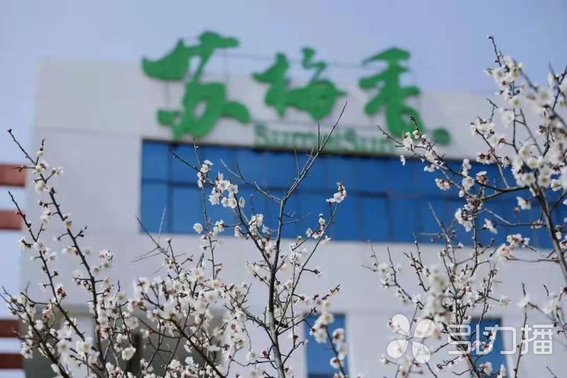 在丹青水墨中邂逅一缕梅香“姑苏梅香”艺术展上演