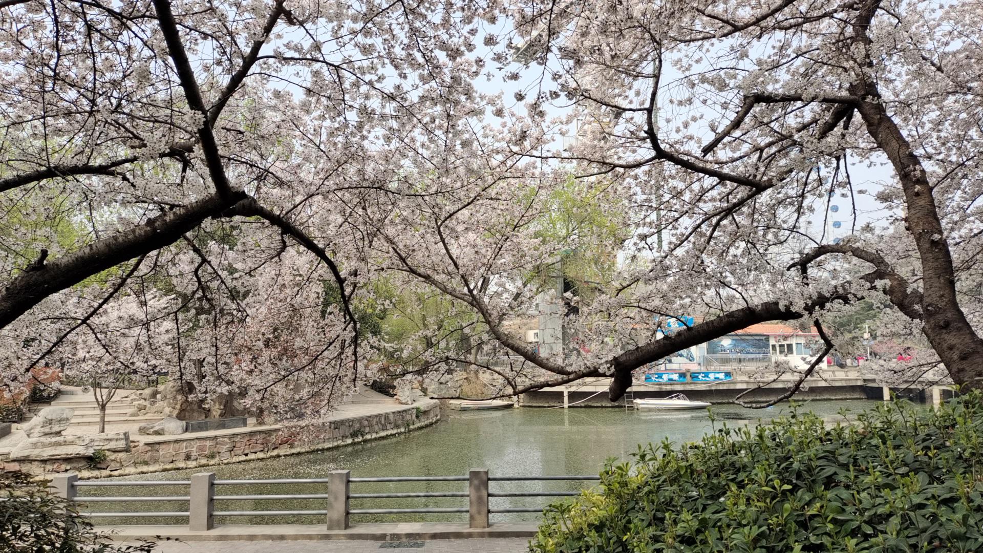 为啥古代的樱花诗较少？目前樱花品种多为“舶来品”