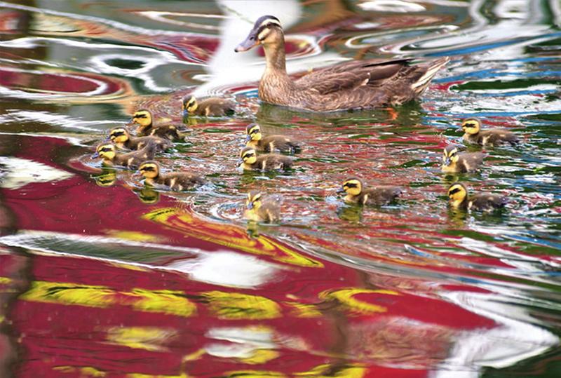南宁摄影作品征集大赛,广西南宁摄影大赛