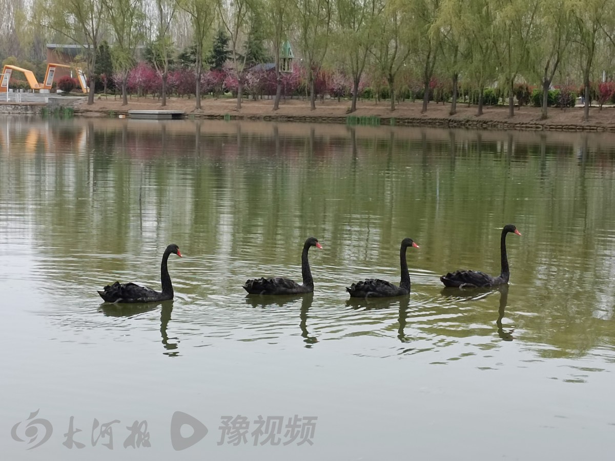 天鹅落户伊犁河,黑天鹅安家高校称霸湖面