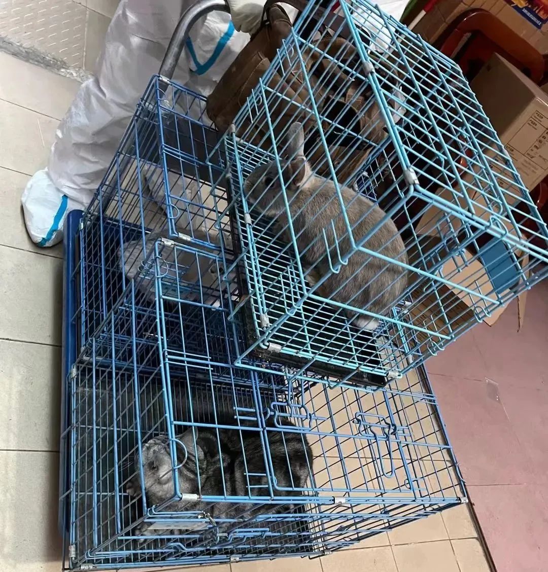 揭秘全国首个“宠物方舱”：揭秘全国首个“宠物方舱”：它们过得怎么样？它们过得怎么样？