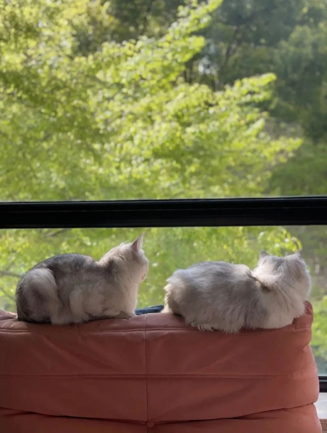 揭秘全国首个“宠物方舱”：揭秘全国首个“宠物方舱”：它们过得怎么样？它们过得怎么样？