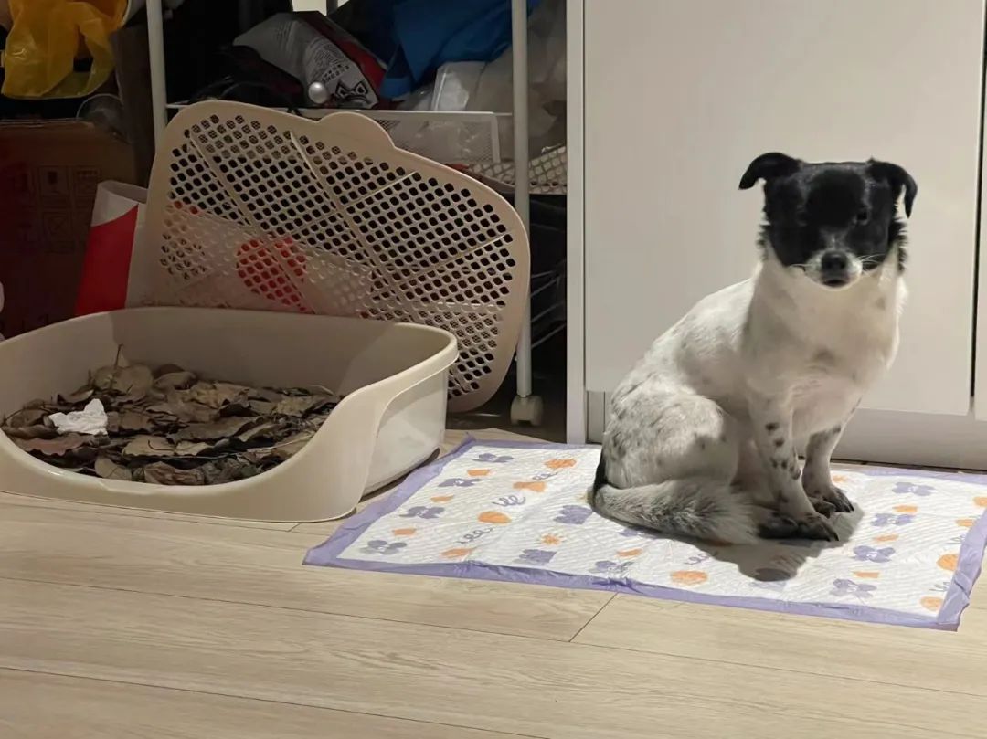 揭秘全国首个“宠物方舱”：揭秘全国首个“宠物方舱”：它们过得怎么样？它们过得怎么样？