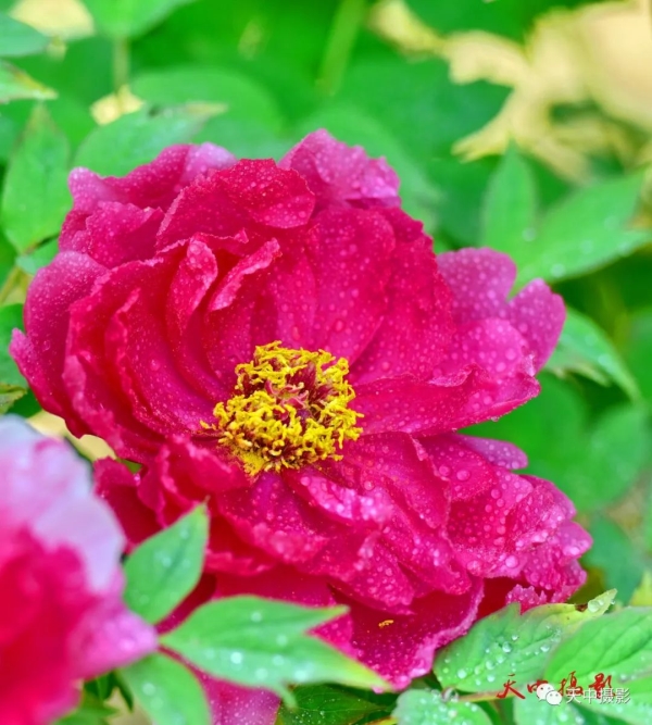 又到牡丹花开时不负光阴不负春