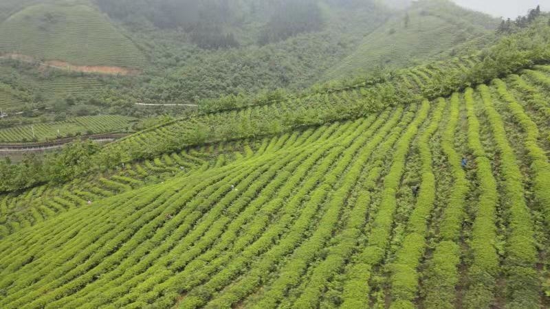 蓝山谷雨茶,仙居茶农抢摘雨前茶