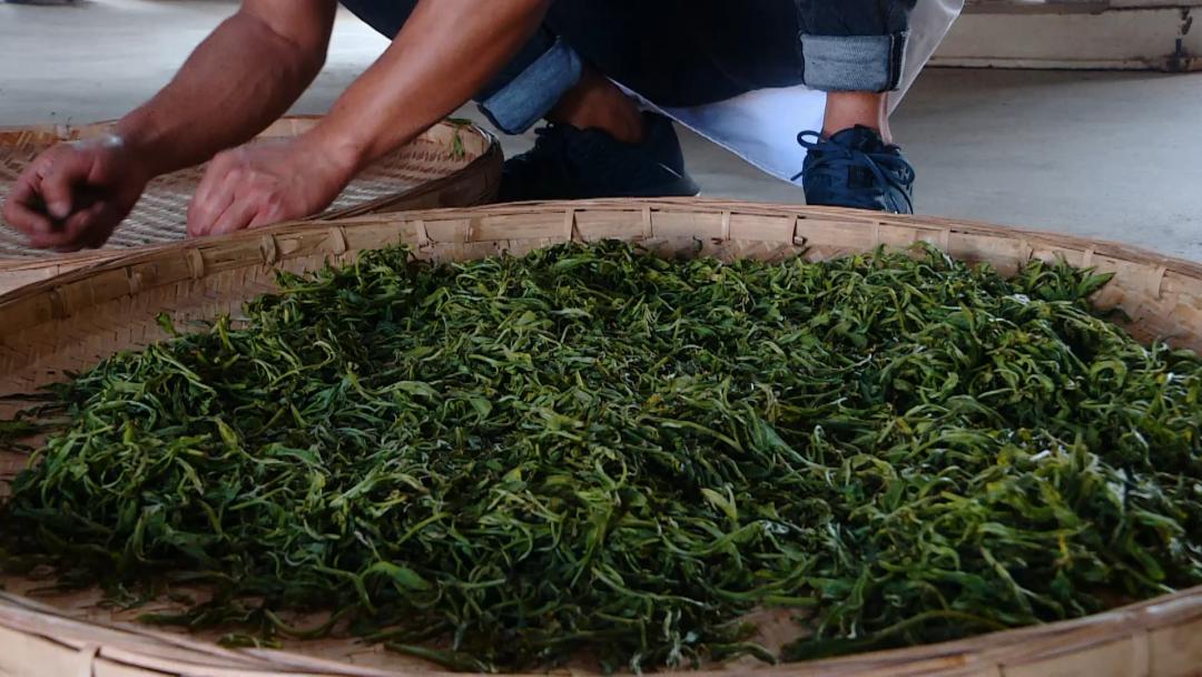 美轮美奂的天然茶园简直恍如仙境,华蓥市红岩茶园