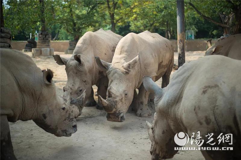 秦岭野生动物园什么时候抖音直播,西安秦岭动物园免费预约入口官网