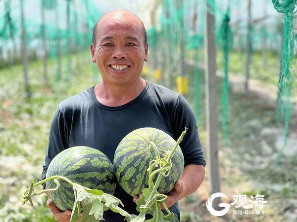 西瓜农产品销路,西瓜西红柿购销