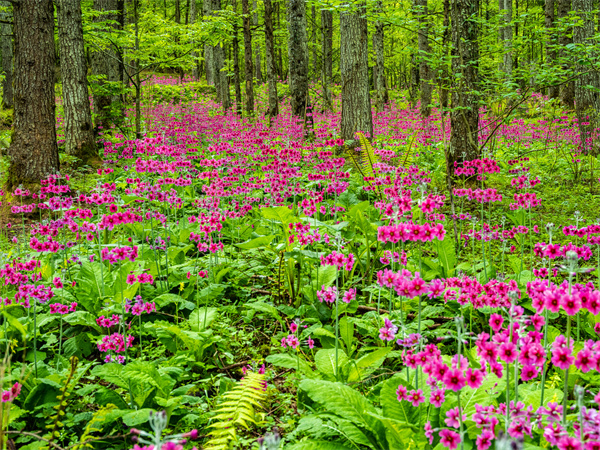 雅安熊猫生态公园地址,雅安芦山熊猫公园