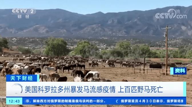 美国暴发h3n8亚型马流感疫情,美国流感死亡6000人是真是假