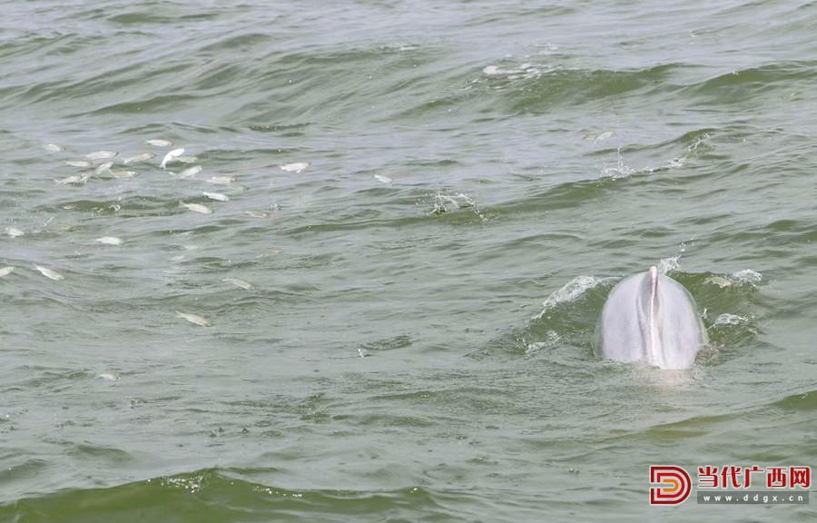 5000公里，守护“北部湾的微笑”