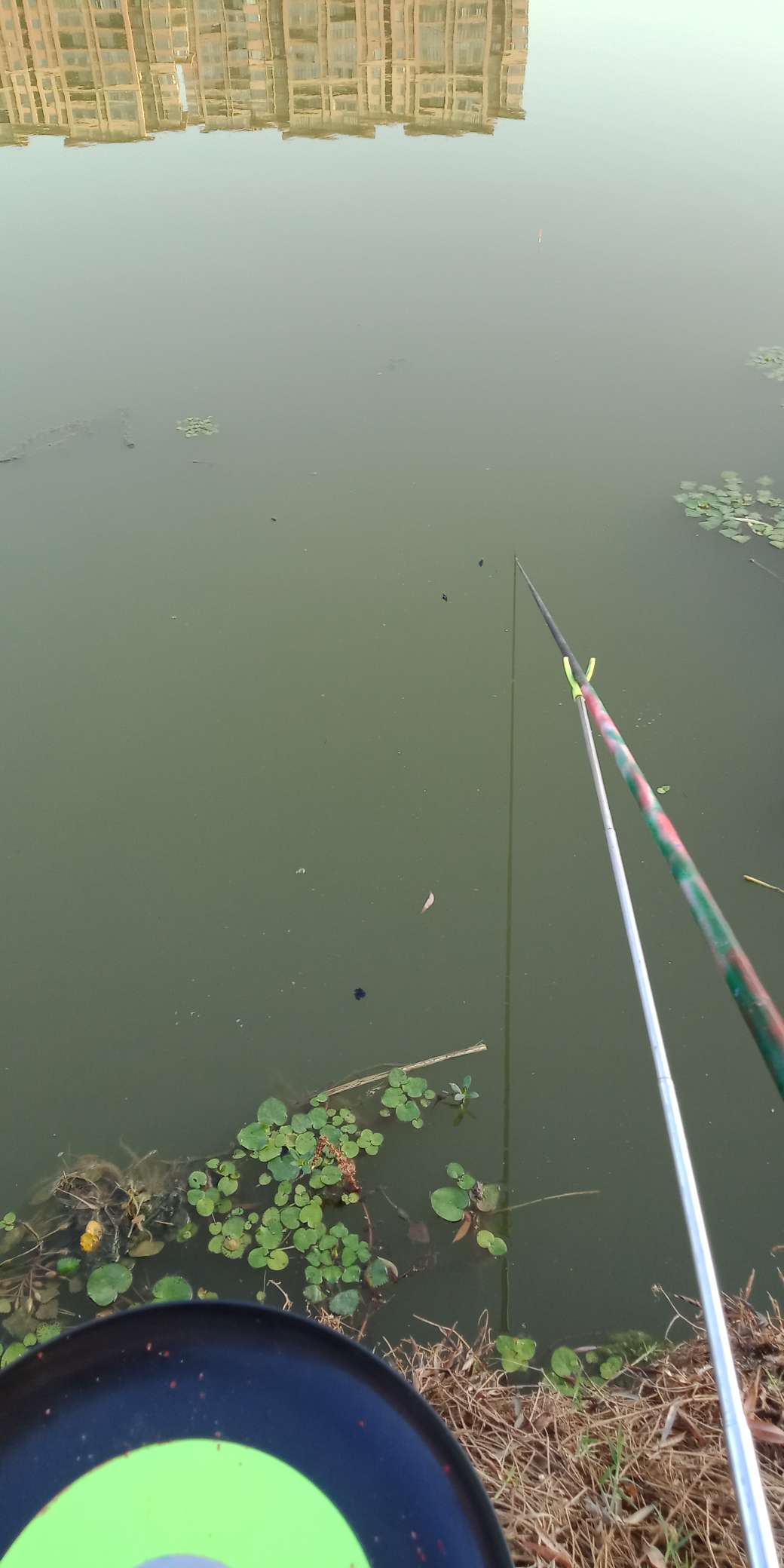 浑身亮甲如新衣，一生靓仔它美气