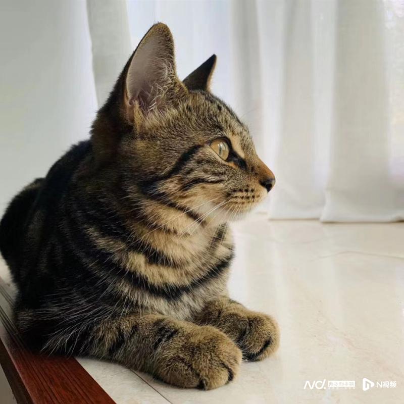 信元猫粮中毒事件原因,信元猫粮出事后买什么牌子猫粮好