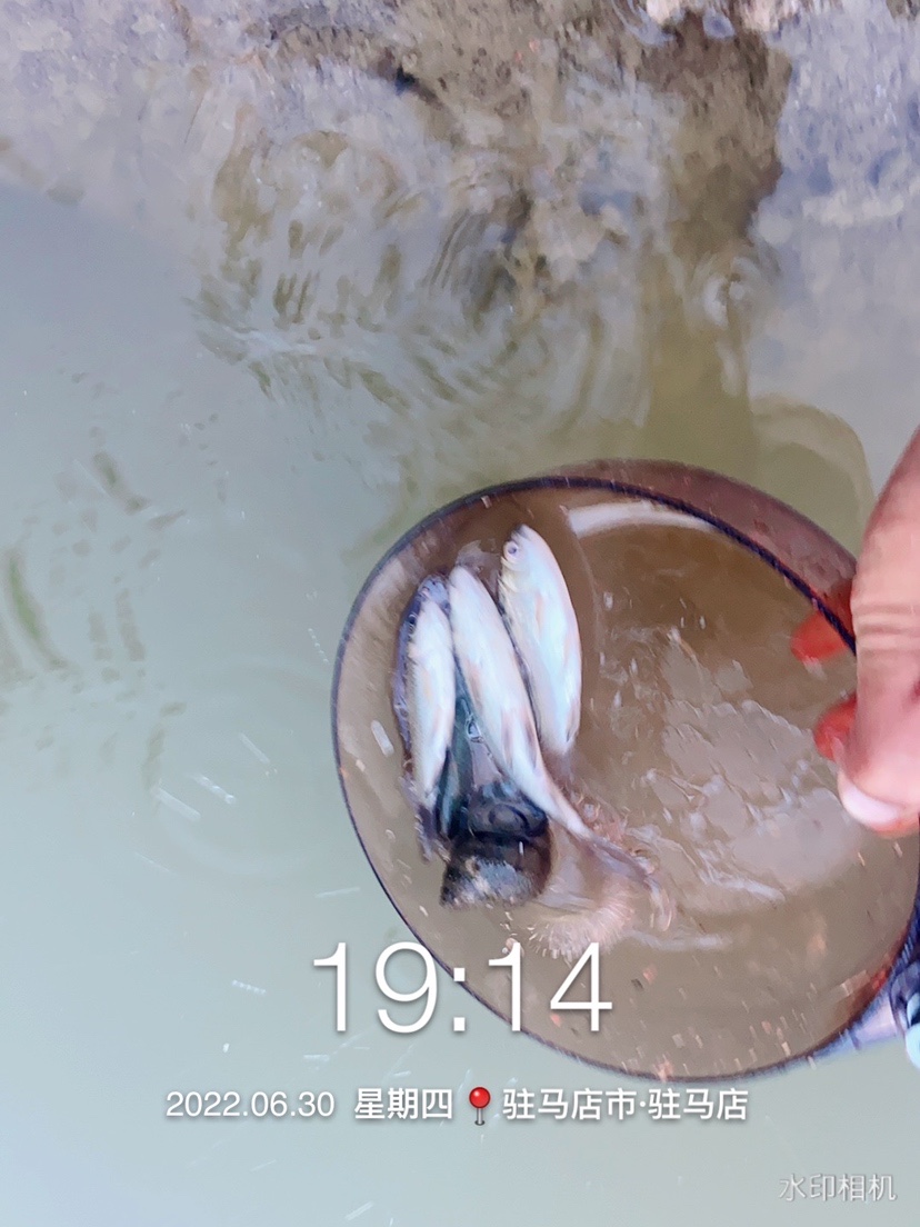 奶鲫连竿田螺闹，喜获板鲫把盆爆