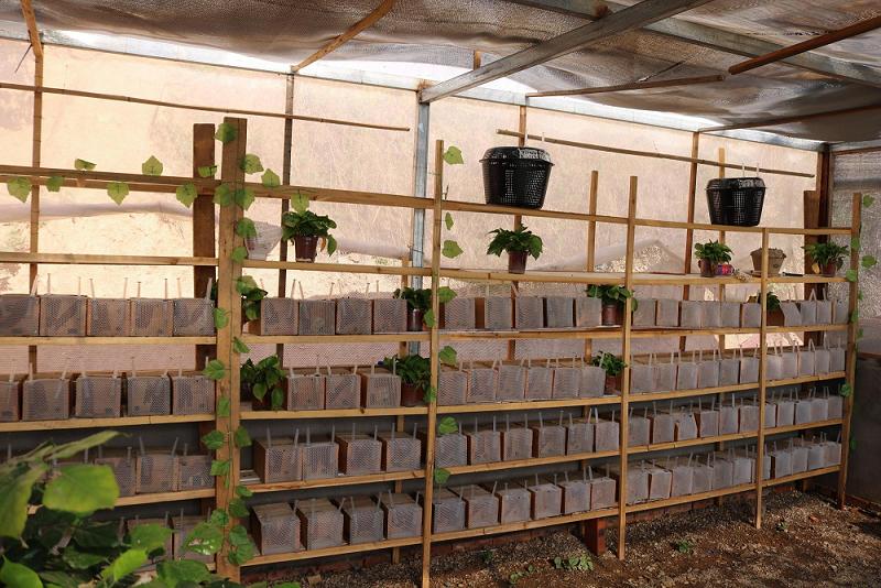 吕晓荣养殖胡蜂“闯”新路