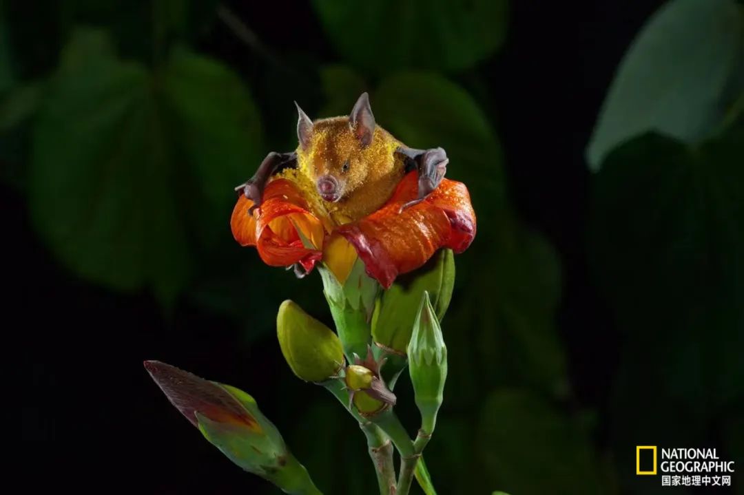 100张最伟大的体育照片,100张有史以来最伟大的照片