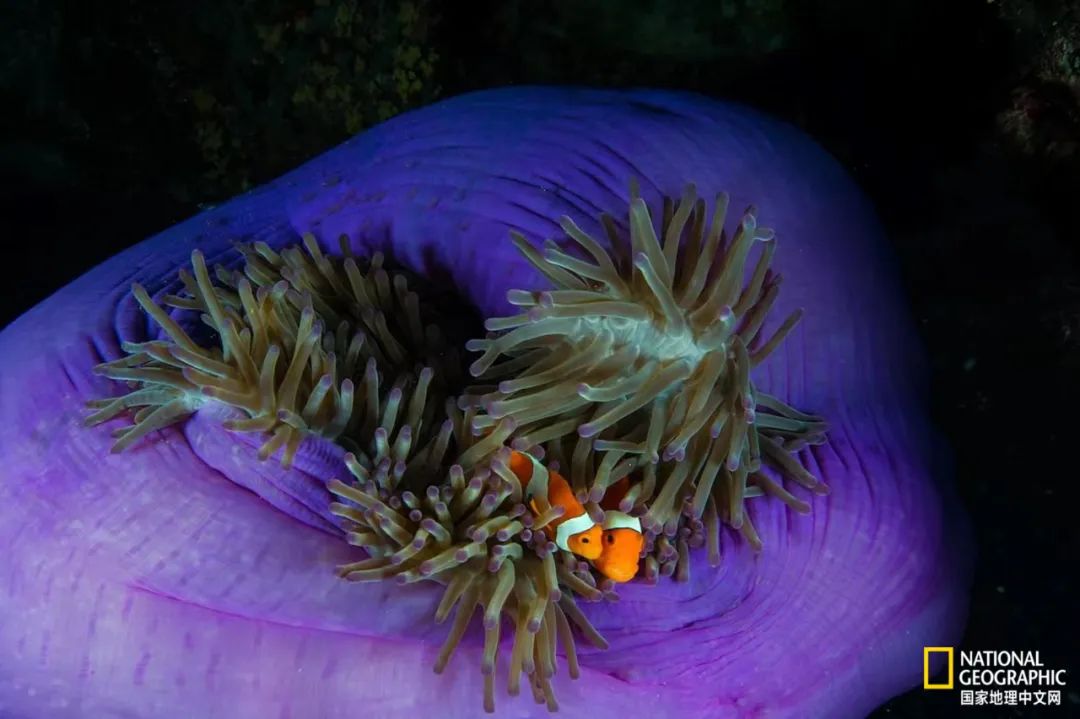 100张最伟大的体育照片,100张有史以来最伟大的照片