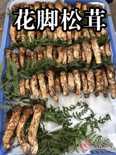 野生菌交易市场视频,野生菌基地直播带货