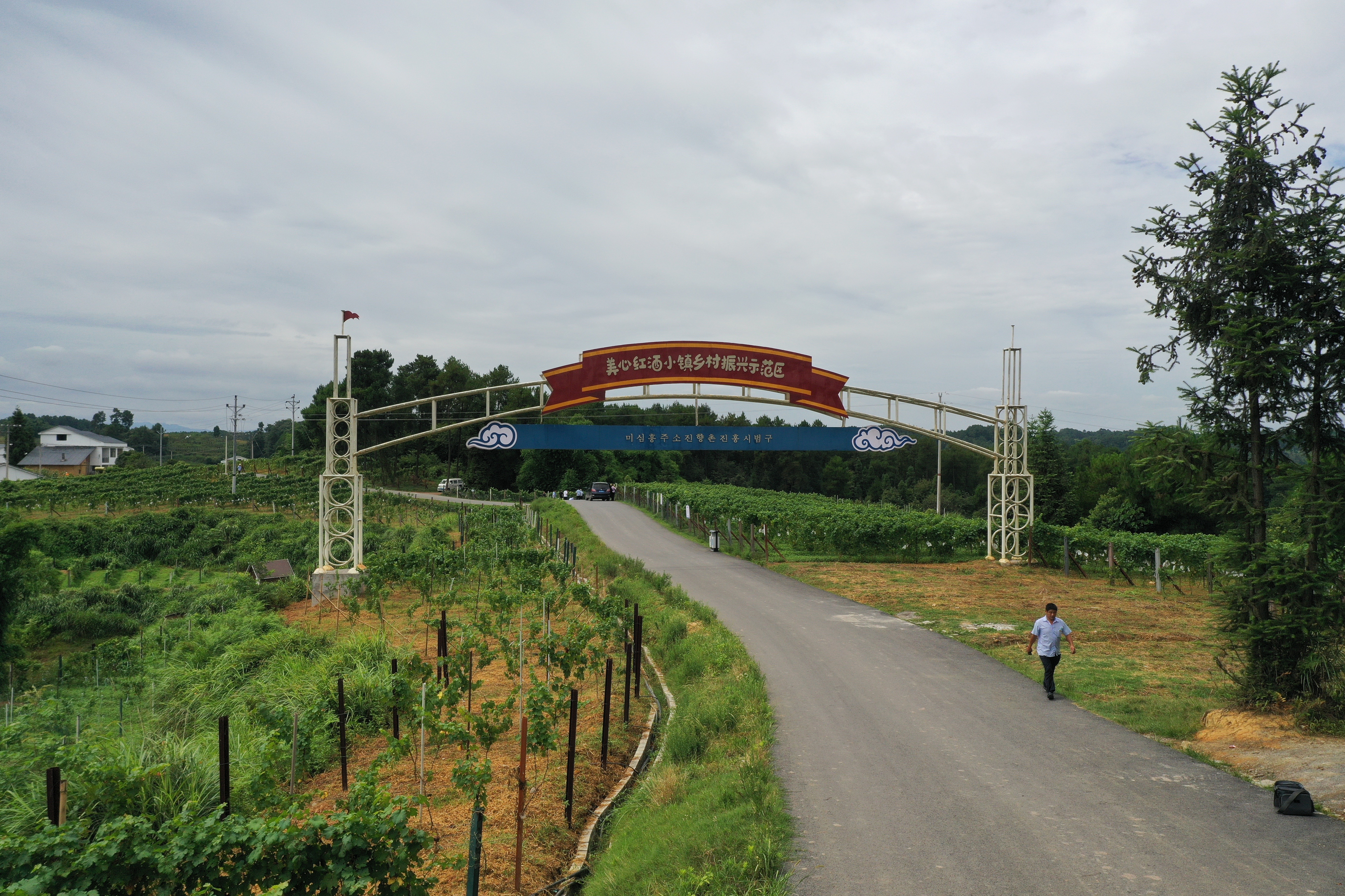 小葡萄撑起脱贫致富大梦想,小葡萄乡村振兴