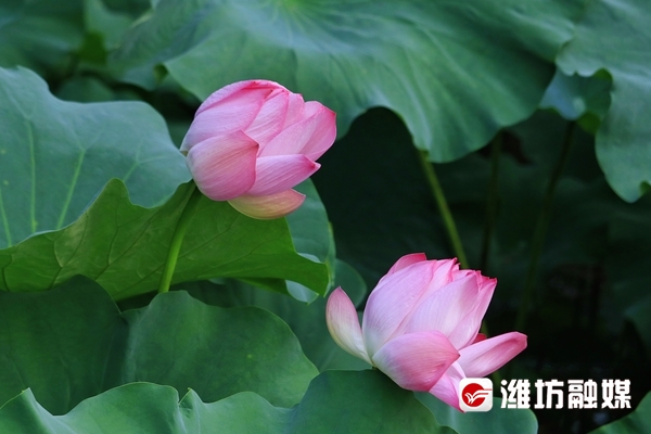 莲叶无穷碧映日荷花别样红美景,莲叶无穷碧映日荷花别样红的风景