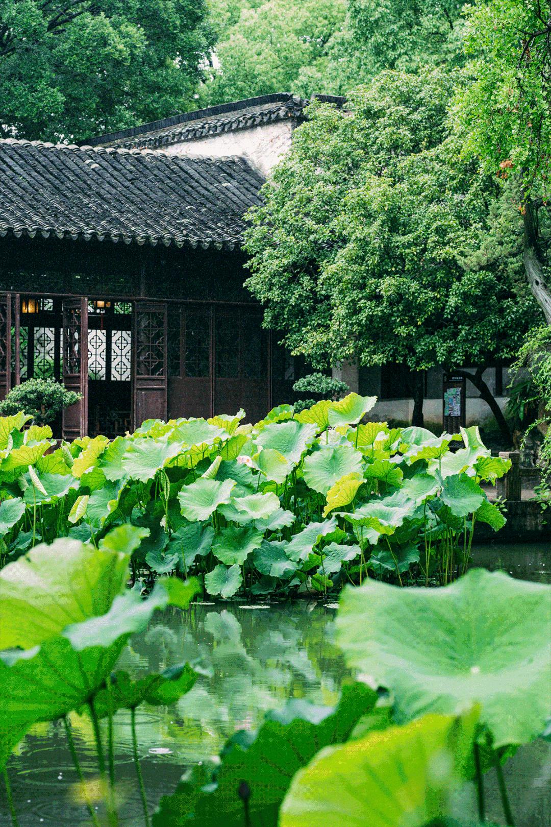 苏州一如既往的夏天,苏州夏日时光