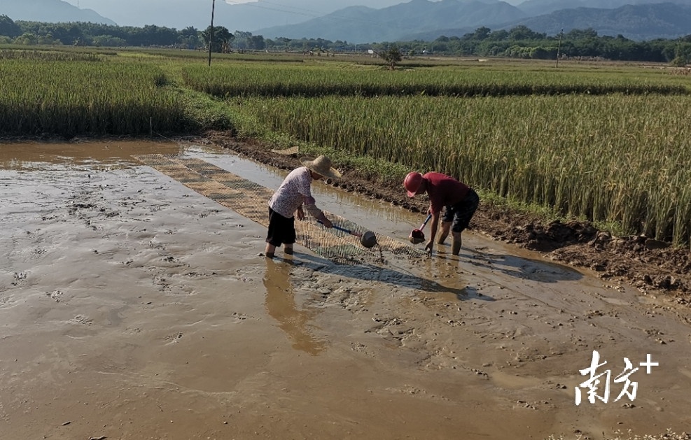 现代农业晚稻插秧忙,晚稻插秧