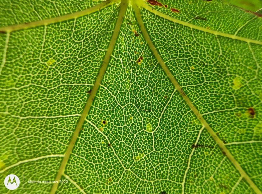 折叠屏motorazr2022款,motorazr折叠屏手机4999