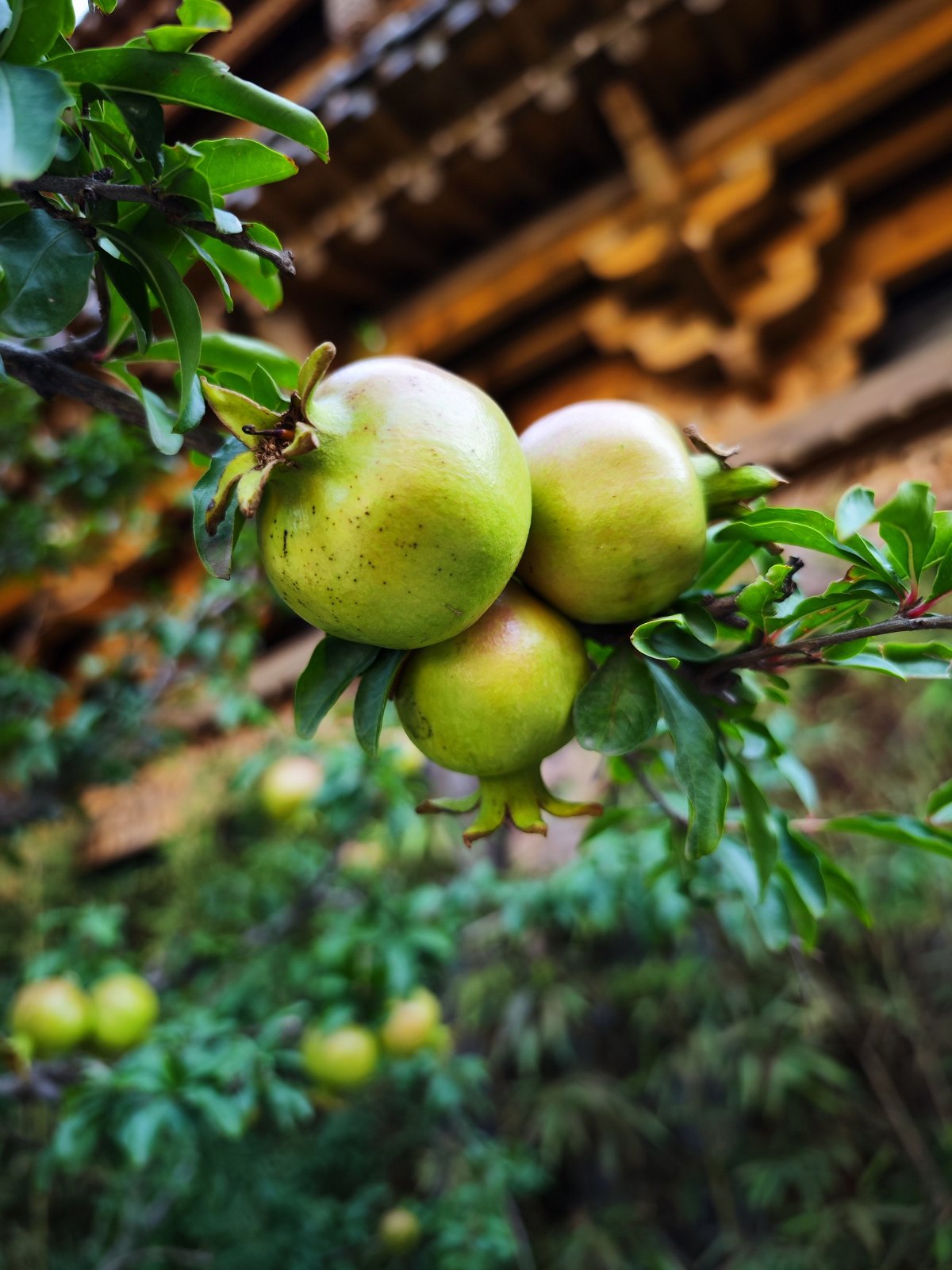 灏忕背12sultra鎷嶇収鍘绘帀灏忕背logo,灏忕背灏忕背12sultra璇勬祴