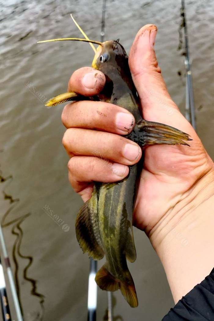 海兰湖野钓好去处,海兰湖钓鱼最佳地点