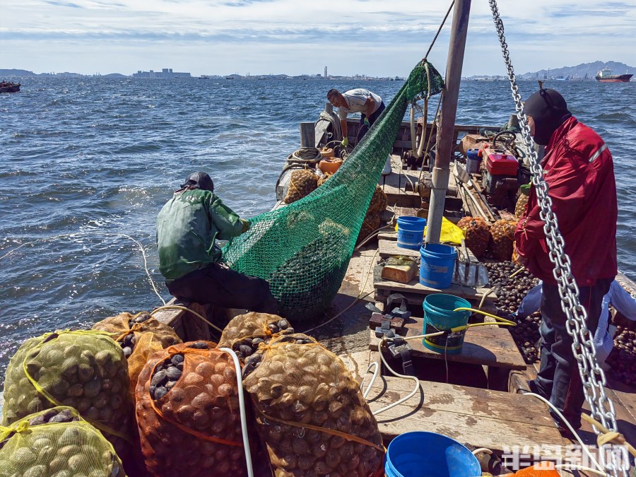 桂东出海记丨猛子将，海底捞！高风险，水上漂！好宝贝，浪里淘！揭秘胶州湾深潜捕捞者