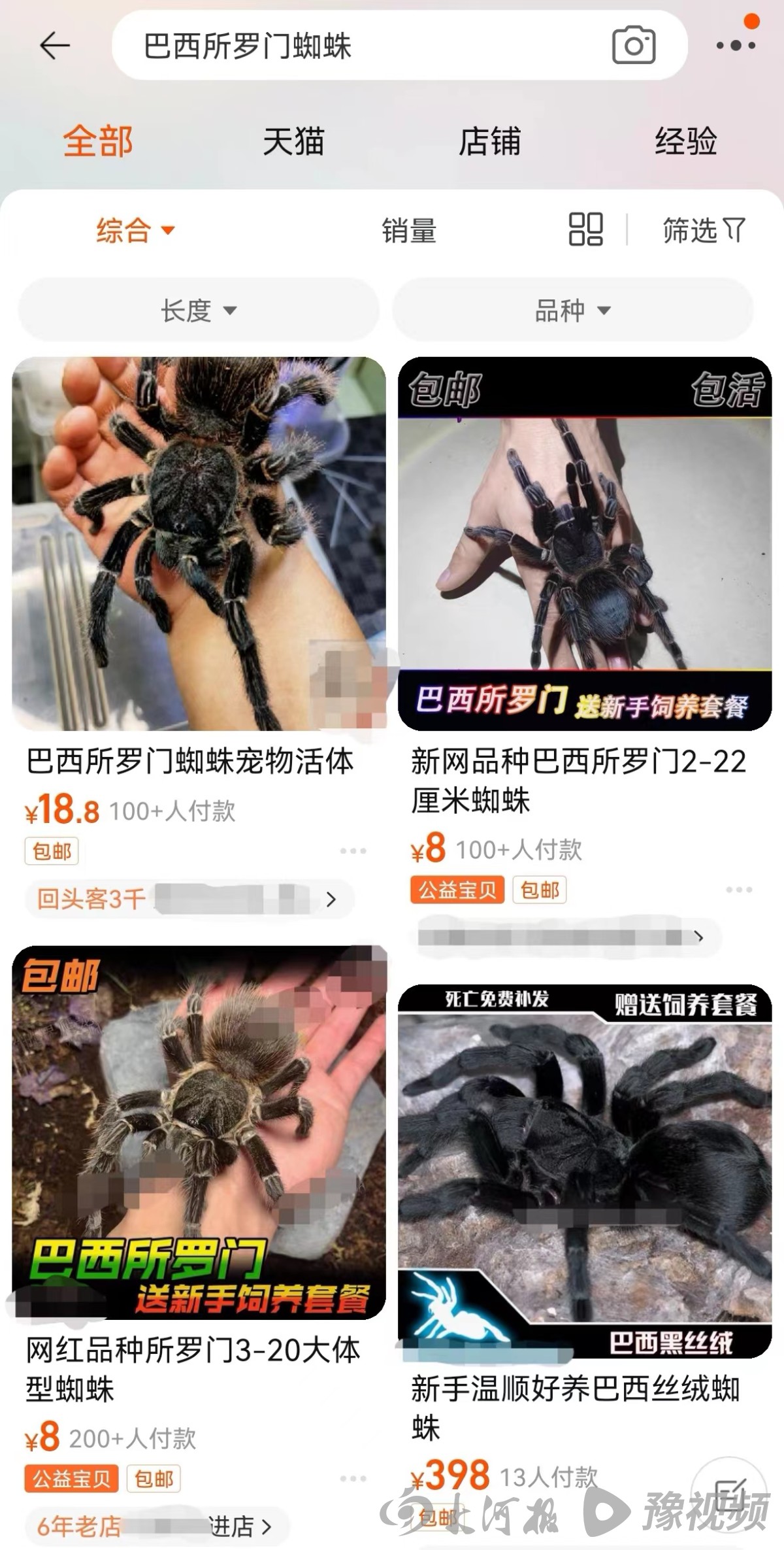 鳄雀鳝的秘密,鳄雀鳝快递视频