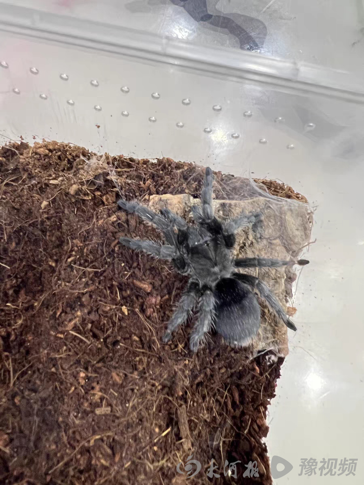 鳄雀鳝的秘密,鳄雀鳝快递视频