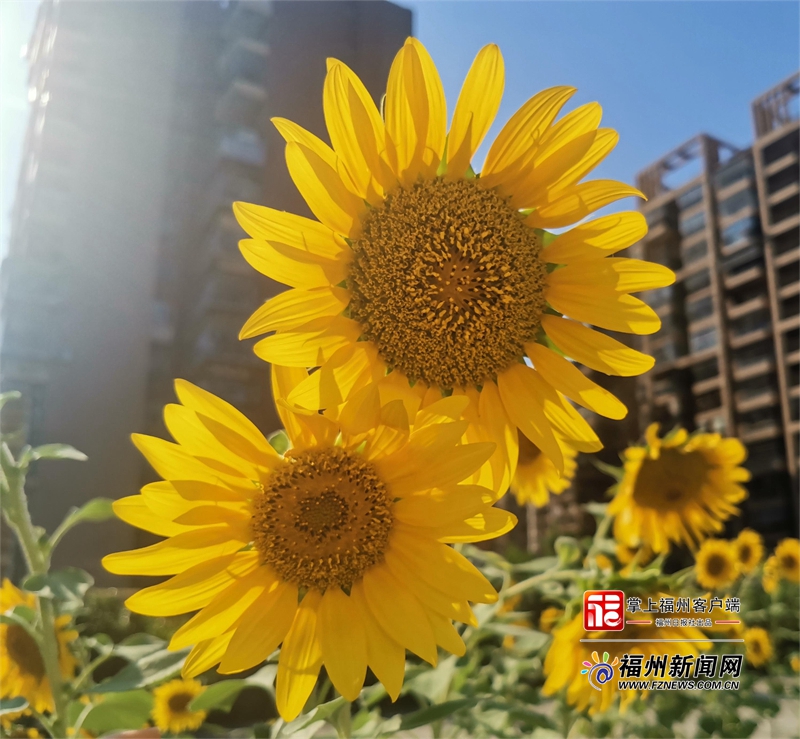 幼儿园楼顶花园设计40平米,幼儿园天台花园设计实景效果图