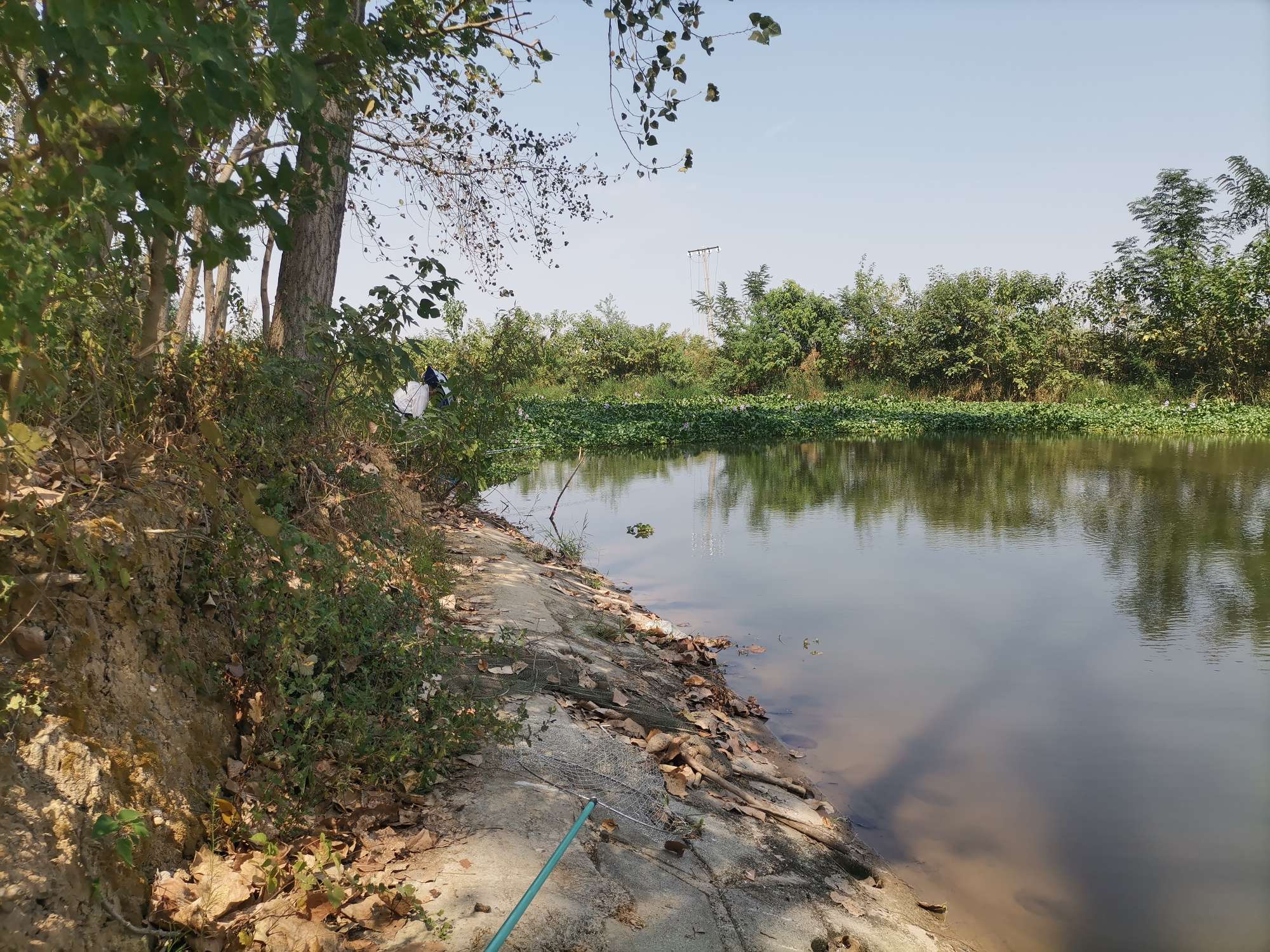 喂鱼趣事,享受喂鱼的全过程