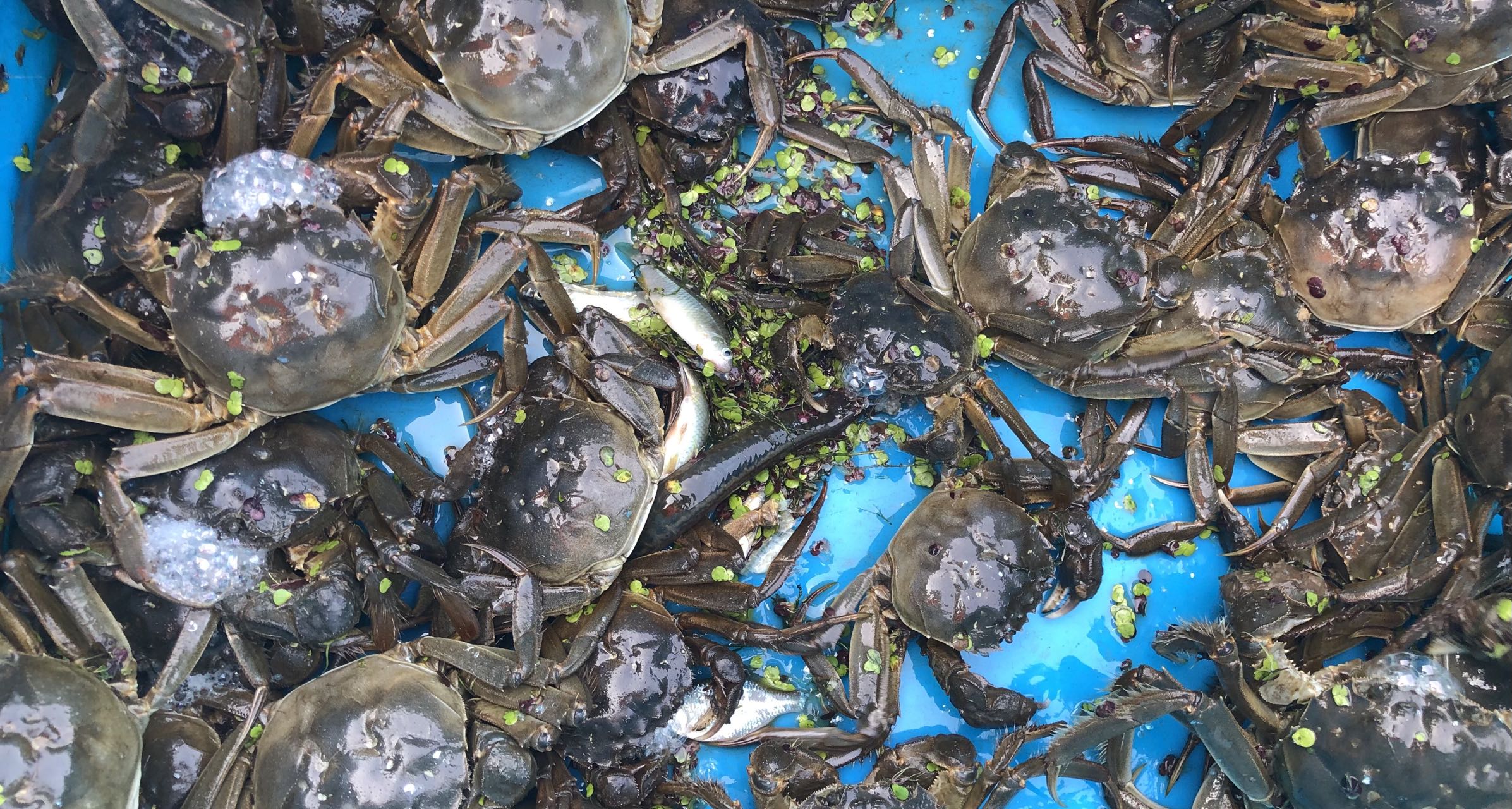 江苏省苏州市相城区阳澄湖大闸蟹,2022年阳澄湖大闸蟹正式开捕