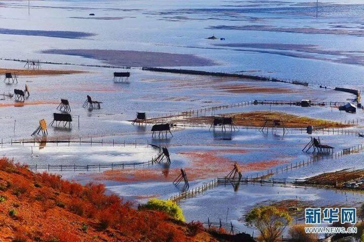 昆明最美的秋天,别眨眼带你看花海