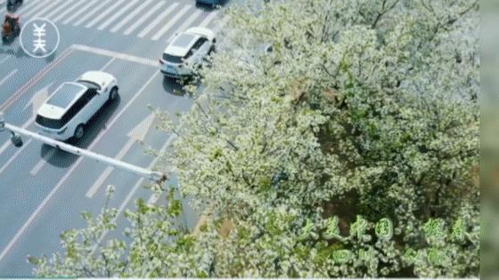 又上央视！美翻了！仪陇上榜2022大美探春地集中展示