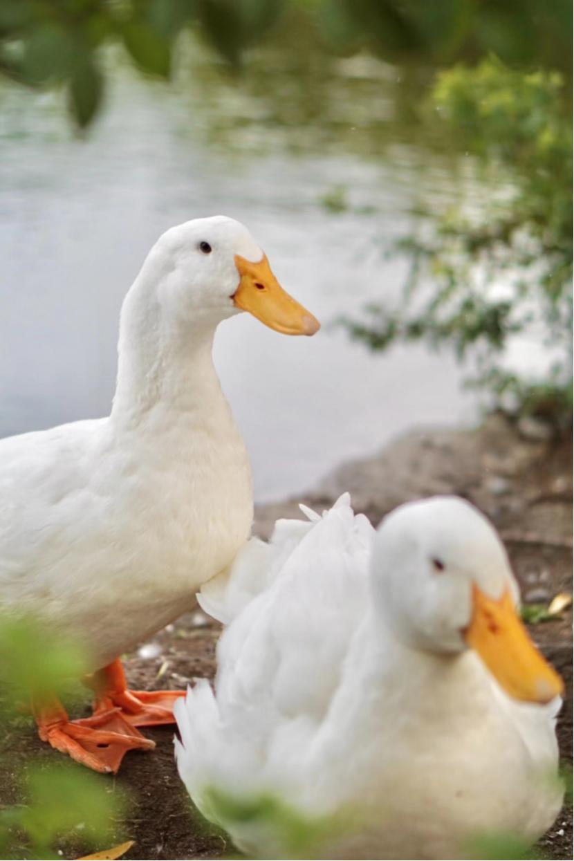 山东十大最美校园,山东最美校园大学