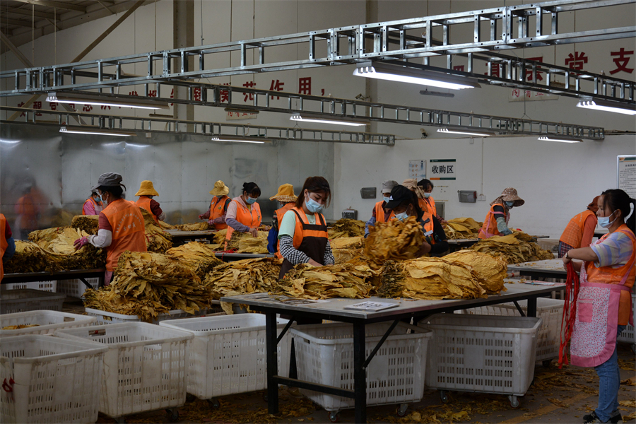 玉龙县石鼓镇种烤烟,烤烟丰收