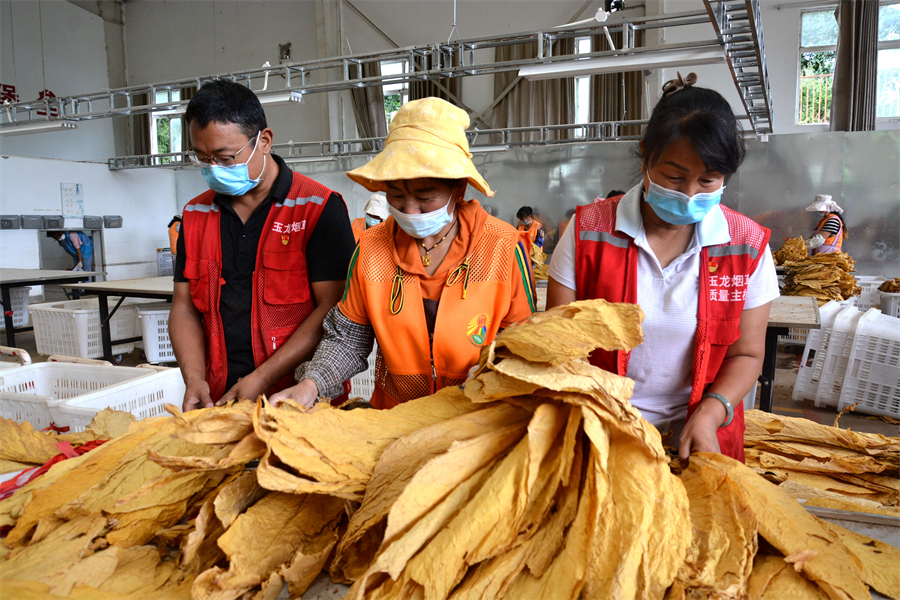 玉龙县石鼓镇种烤烟,烤烟丰收