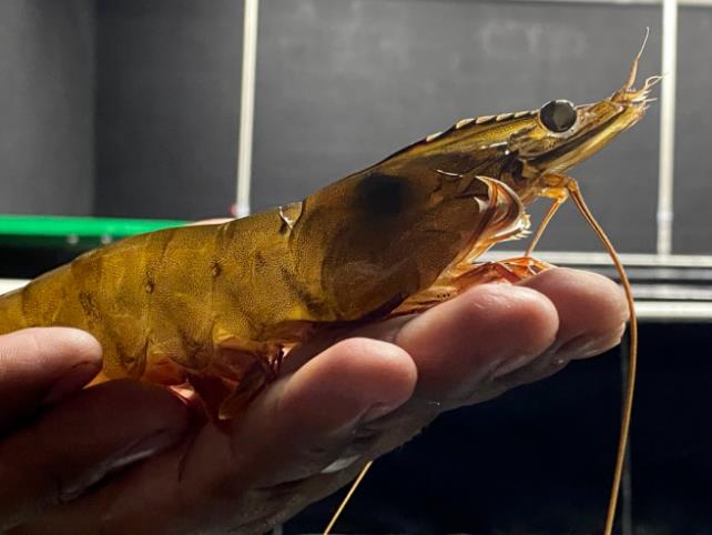 正大牵手美国AM公司卖种虾？！长速最快的“博尔特”种虾曝光！正大这步棋不简单