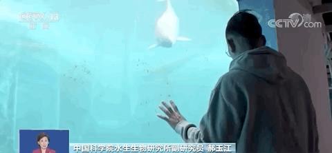 你凭什么叫“汉宝”？