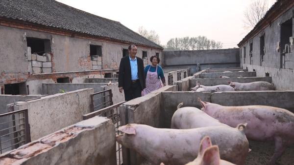 鲁山：退役养“金猪”带领乡亲奔上致富路