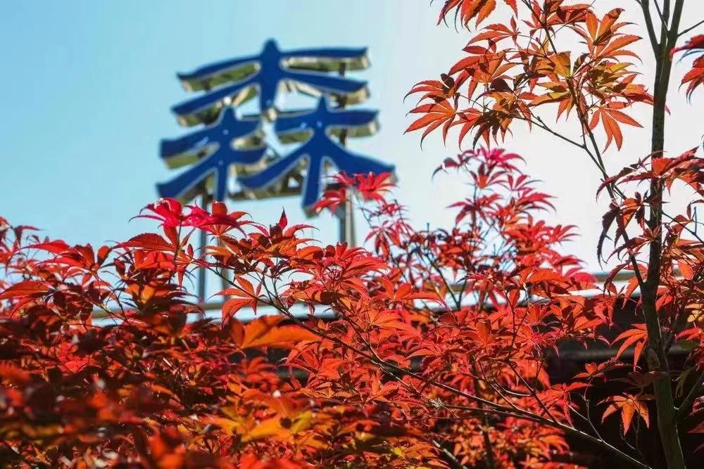 上海赏枫最佳去处,上海本地赏枫最佳地方