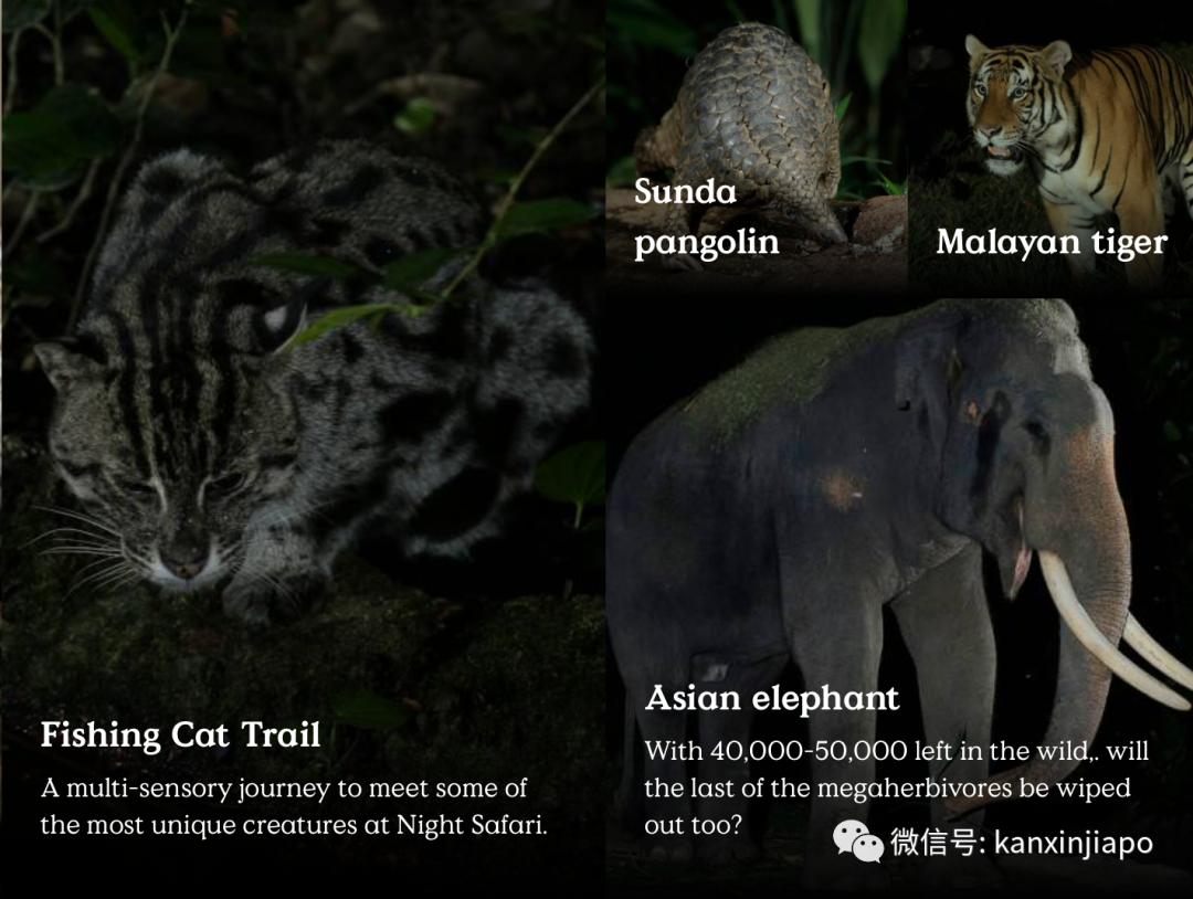 新加坡夜间动物园演出,新加坡夜间动物园表演预约