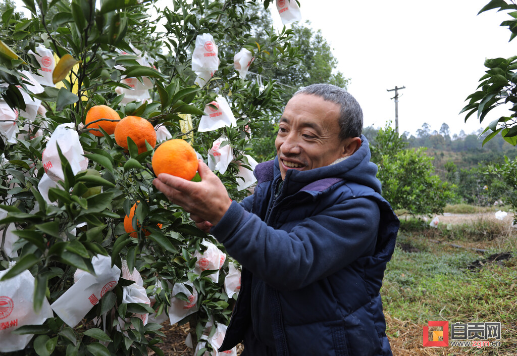 “袖珍果王”胡国权的生意经：动动手指发发“朋友圈”便销路不愁