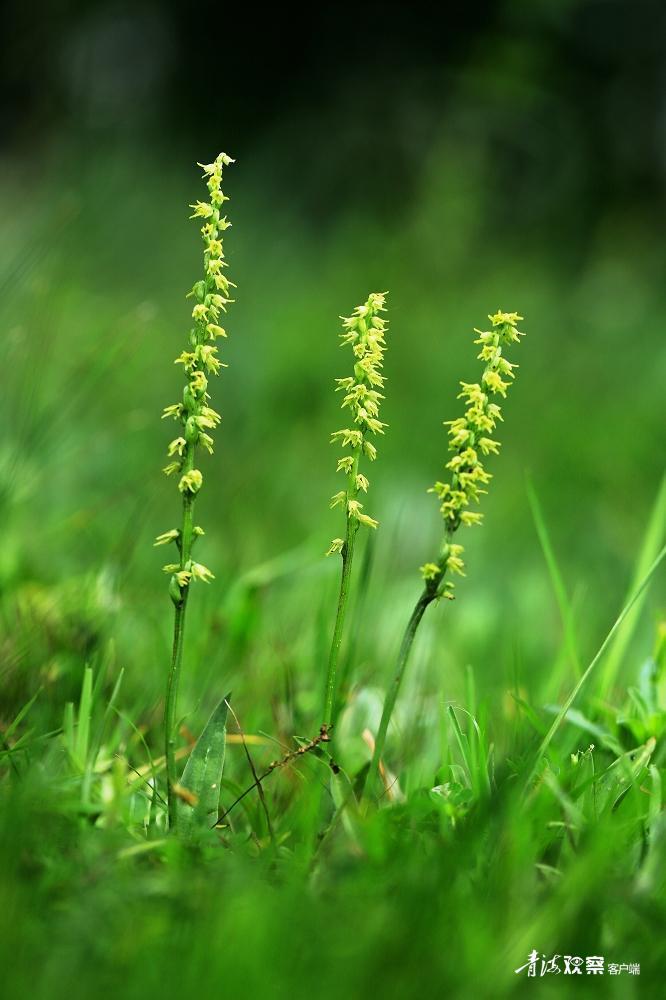 高原上的各种花真是太美了 (高原上的各种美丽花)