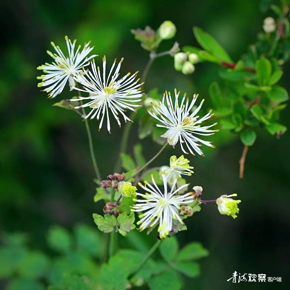 高原上的各种花真是太美了 (高原上的各种美丽花)